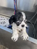Della, a female Shih Tzu for sale in Grand Bay, AL – 3 of 5