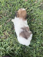 Keyson, a male Maltipoo for sale in Mobile, AL – 3 of 3