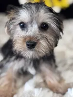 Sailor, a male Yorkshire Terrier for sale in Grand Bay, AL – 4 of 6