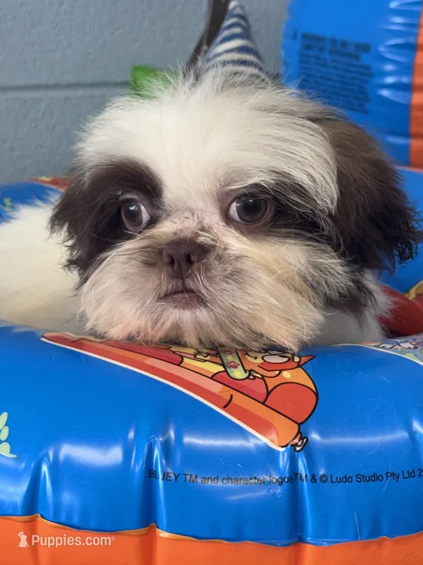 Jiggy – Shih Tzu puppy for sale in Mobile, AL