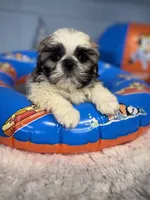 Jace, a male Shih Tzu for sale in Mobile, AL – 4 of 7