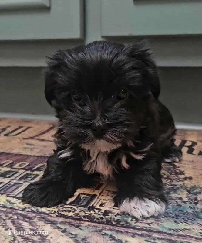 Maui – Yorkshire Terrier puppy for sale in Mobile, AL