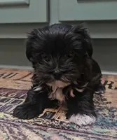 Maui, a male Yorkshire Terrier for sale in Mobile, AL – 1 of 1