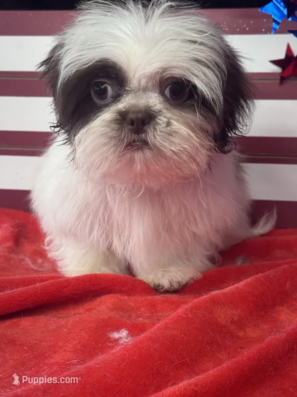 Jiggy – Shih Tzu puppy for sale in Mobile, AL