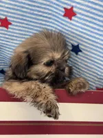 Happy, a male Shih Tzu for sale in Mobile, AL – 2 of 3