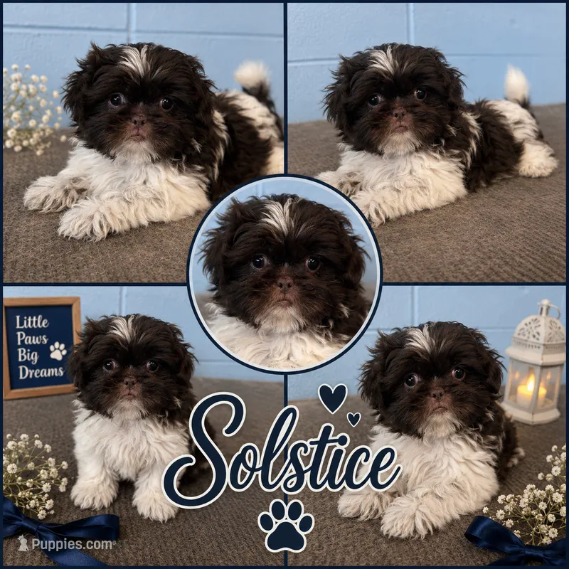Solstice  – Shih Tzu puppy for sale in Mobile, AL