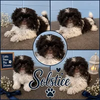 Solstice , a female Shih Tzu for sale in Grand Bay, AL – 1 of 6