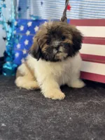 Davenport, a male Shichon for sale in Mobile, AL – 1 of 2
