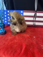 Damoen , a male Shih Tzu for sale in Mobile, AL – 3 of 4