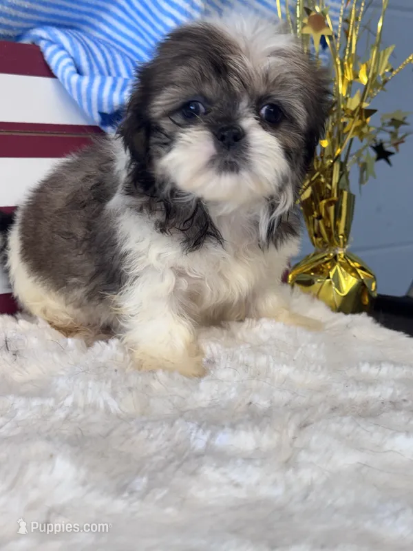 Tonks – Shih Tzu puppy for sale in Mobile, AL