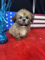 Damoen , a male Shih Tzu for sale in Mobile, AL – 2 of 4