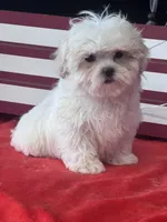 Darwood, a male Mal Shi for sale in Mobile, AL – 2 of 4