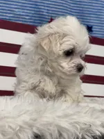 Flower, a female Maltese for sale in Mobile, AL – 3 of 4