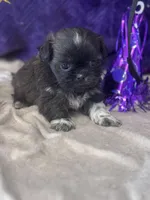 Octane , a male Shih Tzu for sale in Mobile, AL – Photo 3 of 3