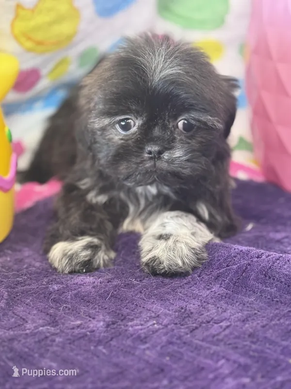 Octane  – Shih Tzu puppy for sale in Mobile, AL
