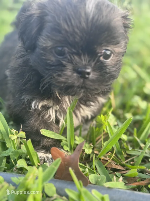 Octane  – Shih Tzu puppy for sale in Mobile, AL