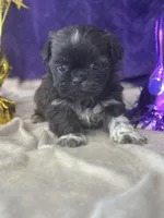 Octane , a male Shih Tzu for sale in Mobile, AL – Photo 1 of 3