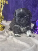 Octane , a male Shih Tzu for sale in Mobile, AL – Photo 2 of 3