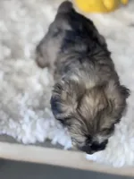 Merlot, a female Schnoodle for sale in Grand Bay, AL – 2 of 5