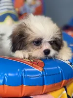 Fella, a male Shih Tzu for sale in Mobile, AL – 3 of 4