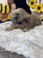 Amanda, a female Shih Tzu for sale in Mobile, AL – 2 of 4