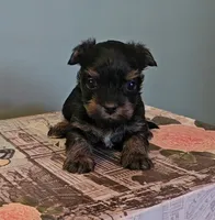 Thia, a female Yorkshire Terrier for sale in Grand Bay, AL – 5 of 6