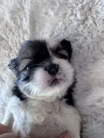 Tonks, a female Shih Tzu for sale in Mobile, AL – 3 of 4