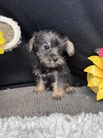 Butter Bean, a male Yorkshire Terrier for sale in Grand Bay, AL – 2 of 4
