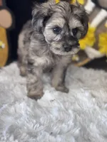 Merlot, a female Schnoodle for sale in Grand Bay, AL – 5 of 5