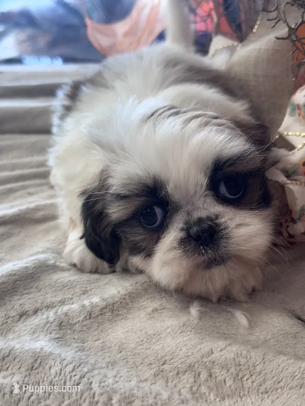 Satin  – Shih Tzu puppy for sale in Grand Bay, AL