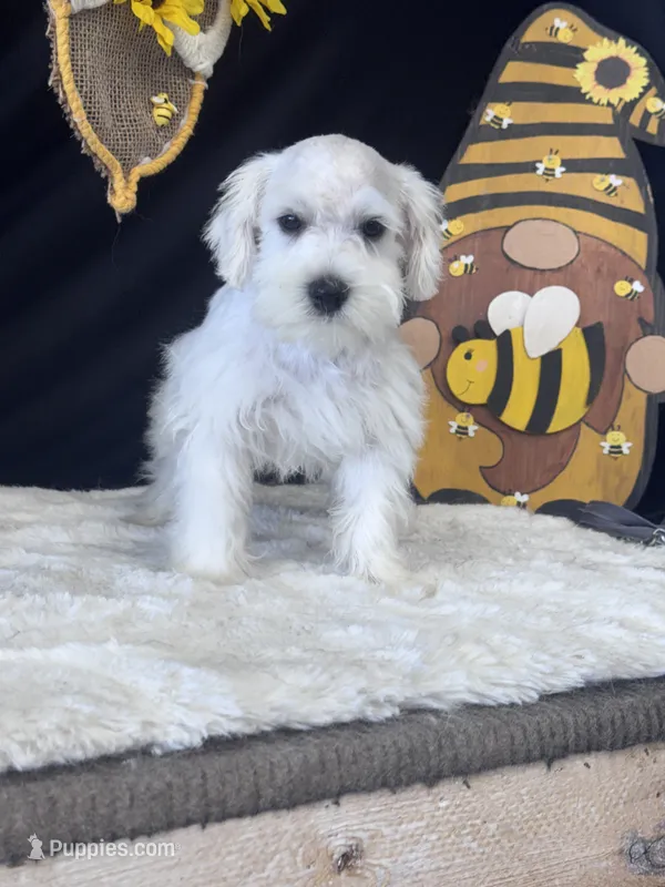  Bentley – Miniature Schnauzer puppy for sale in Mobile, AL