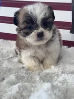 Amir, a male Shichon for sale in Mobile, AL – 4 of 4