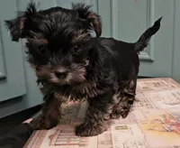 Thia , a female Yorkshire Terrier for sale in Grand Bay, AL – 4 of 6