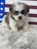 Thiago, a male Shichon for sale in Mobile, AL – 2 of 3