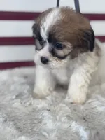 Yuna, a female Shichon for sale in Mobile, AL – 1 of 4