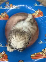Jace, a male Shih Tzu for sale in Mobile, AL – 7 of 7