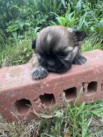 Fanny, a female Shih Tzu for sale in Mobile, AL – 3 of 5