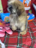 Daemon, a male Shih Tzu for sale in Mobile, AL – 4 of 7