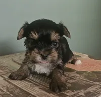Pia, a female Yorkshire Terrier for sale in Grand Bay, AL – 5 of 5