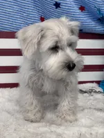 Cashew, a male Miniature Schnauzer for sale in Mobile, AL – 1 of 5