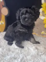 Phantom, a male Schnoodle for sale in Grand Bay, AL – 5 of 5