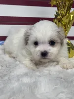 Eclipse, a female Mal Shi for sale in Mobile, AL – 3 of 4