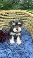 Camellia , a female Miniature Schnauzer for sale in Mobile, AL – 5 of 6