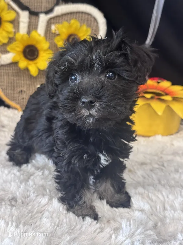 Schnuggles – Schnoodle puppy for sale in Grand Bay, AL