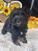 Schnuggles, a female Schnoodle for sale in Grand Bay, AL – 1 of 5