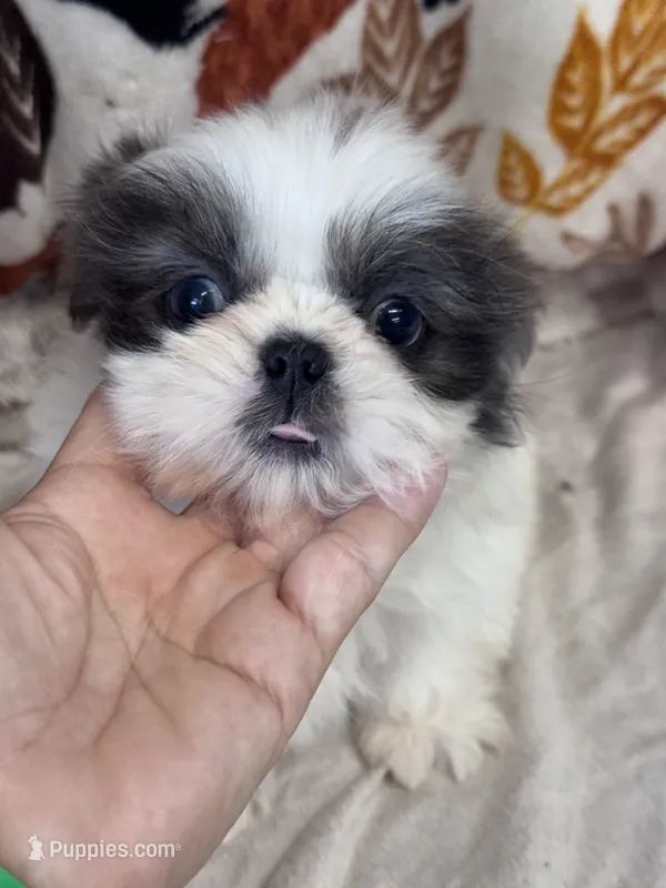 Azul – Shih Tzu puppy for sale in Grand Bay, AL