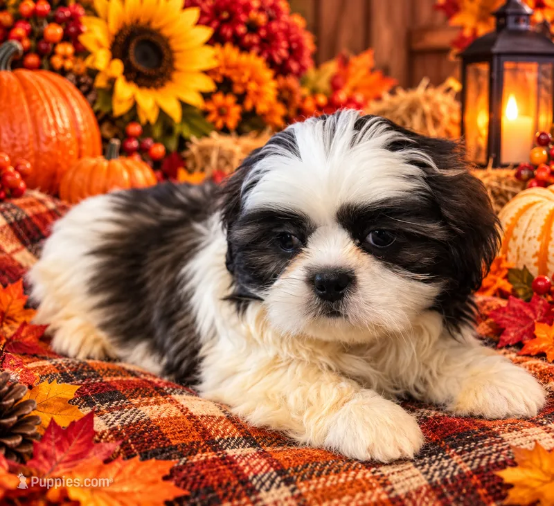 Spartan  – Shih Tzu puppy for sale in Grand Bay, AL