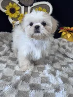 Knight, a male Shih Tzu for sale in Grand Bay, AL – 5 of 6