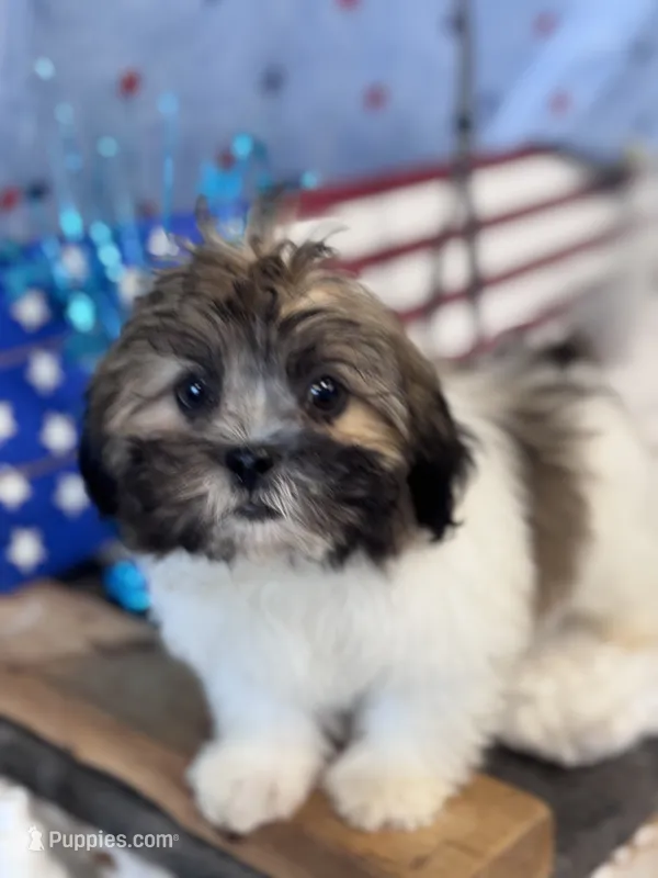 Davenport – Shichon puppy for sale in Mobile, AL