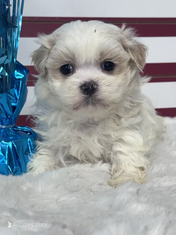 Sol – Mal Shi puppy for sale in Mobile, AL